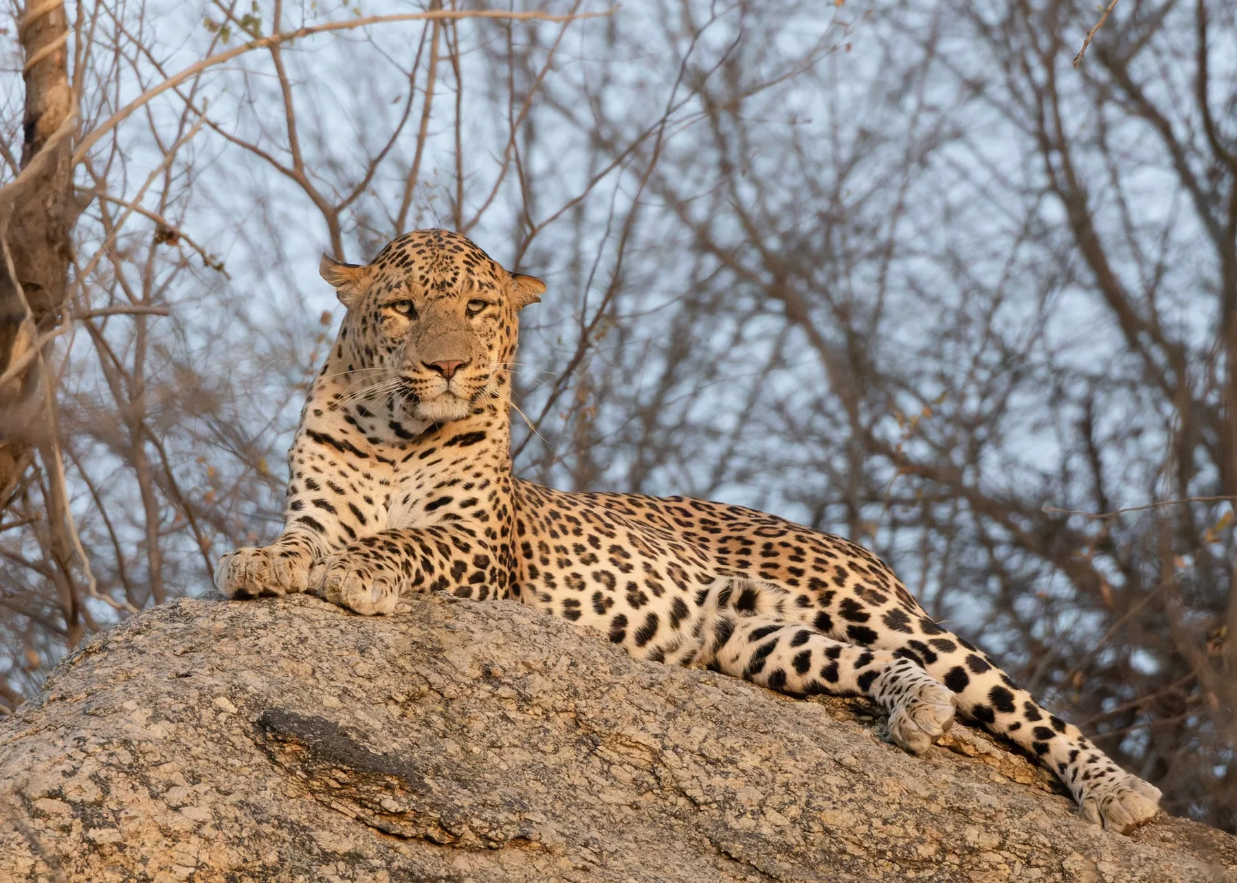 Indian leopard resting on granite in Jawai Bandh