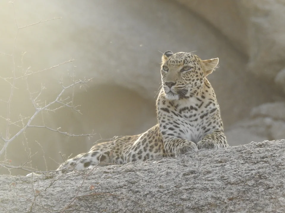 Leopard resting on a granite ledge in soft backlight, with bare branches to the left.