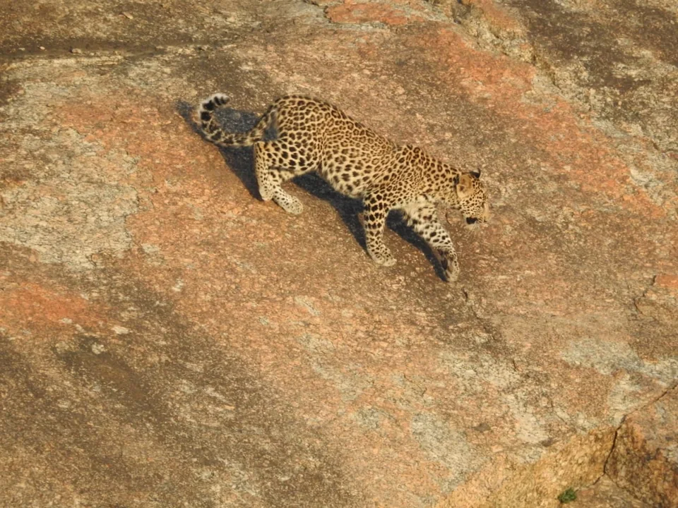 Leopard stepping down a sunlit granite slope, viewed from above.