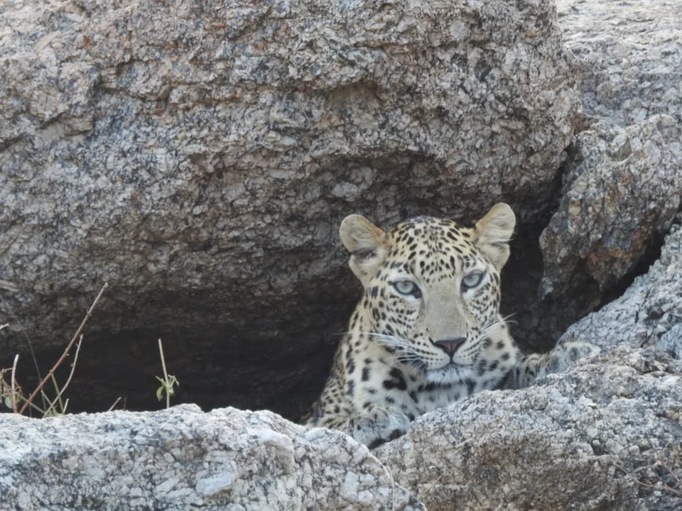 Leopard facing the camera from a shaded gap framed by granite rocks.