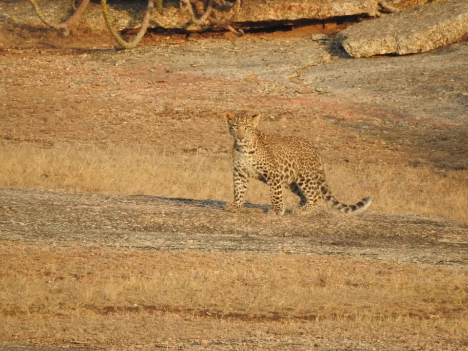 Leopard standing and facing the camera on a rocky ridge bordered by dry grass.