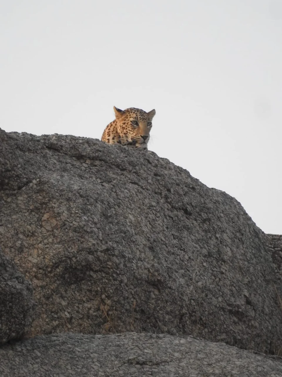 A leopard’s head visible above a dark granite ridge against a pale sky.
