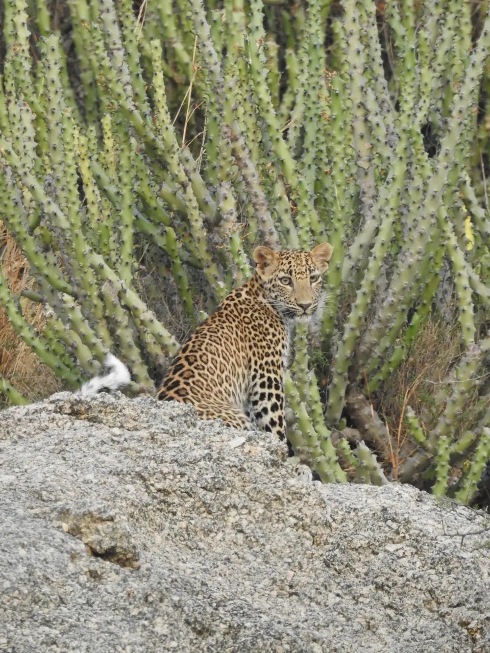 Seated leopard looking over its shoulder beside tall spiny green plants.