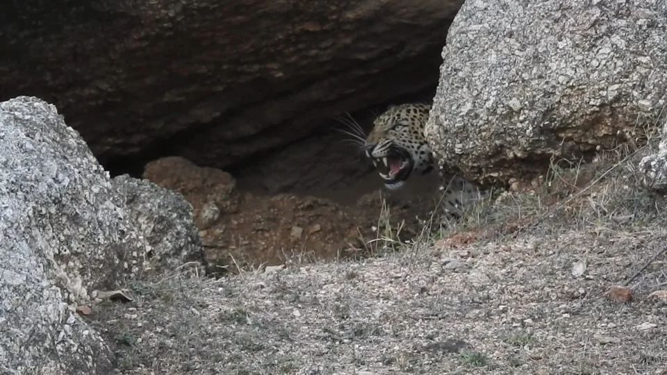 Leopard peering from a shaded rock crevice with its mouth open.