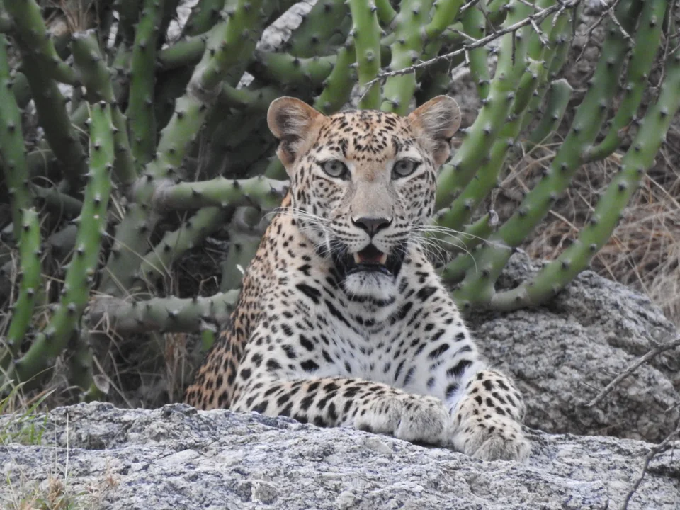 Leopard facing the camera with its forepaws resting on rock and spiny plants behind.