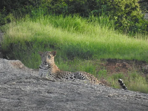 Leopard reclining behind a granite ledge beside tall green grass.