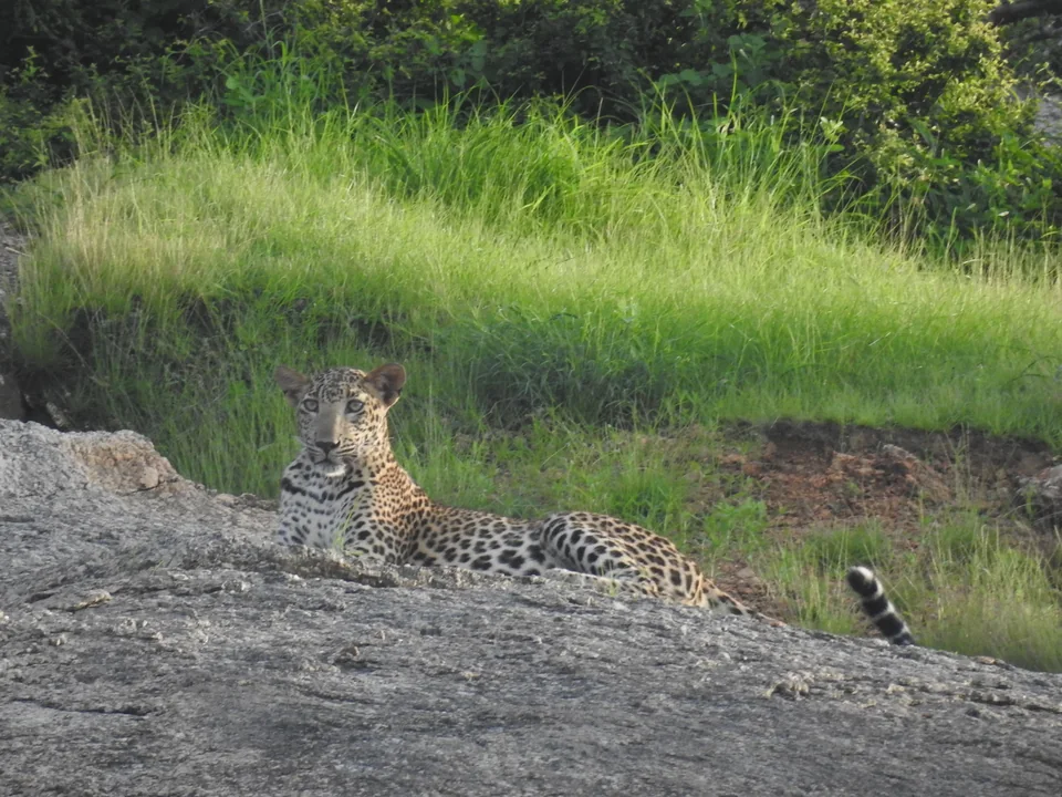 Leopard reclining behind a granite ledge beside tall green grass.