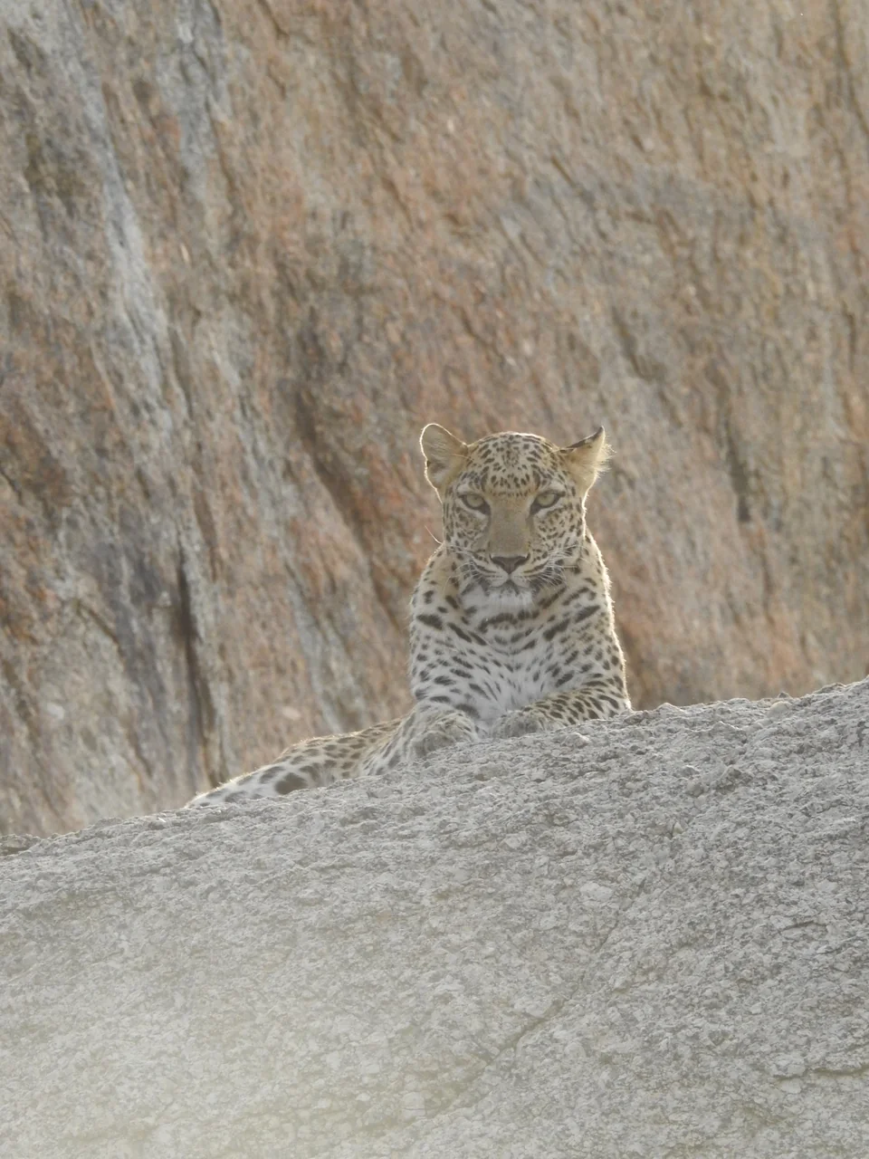 Backlit leopard resting on a pale granite ledge against a tall rock wall.