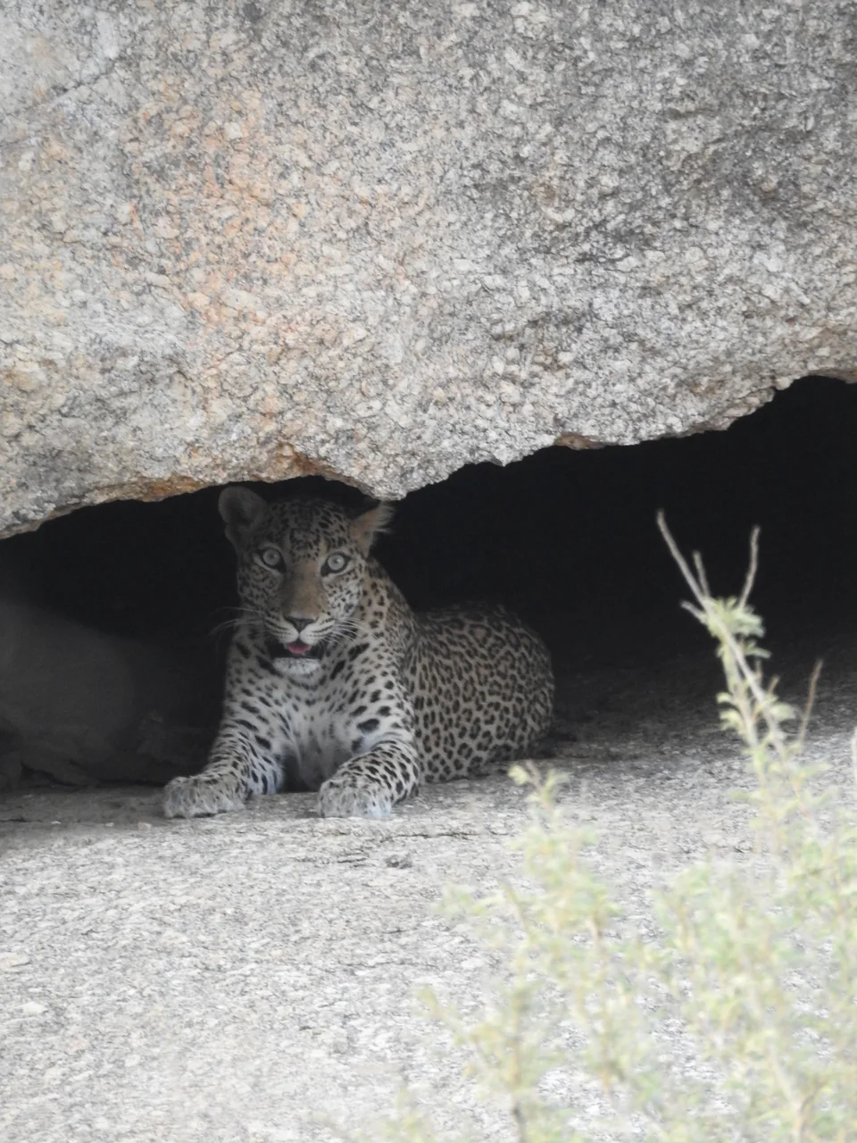 Leopard lying in the shade beneath a large rock overhang, facing the camera.