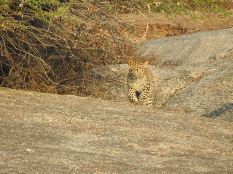 Leopard sitting in a shallow rocky hollow beside dry scrub.