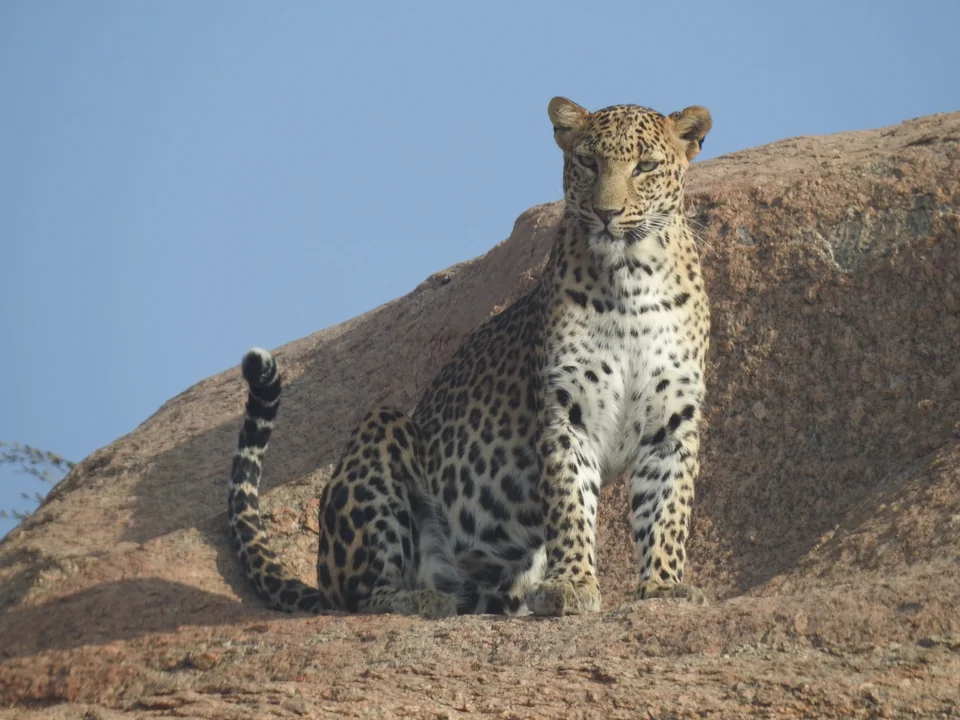 Leopard sitting upright on a sunlit granite rock against a blue sky.