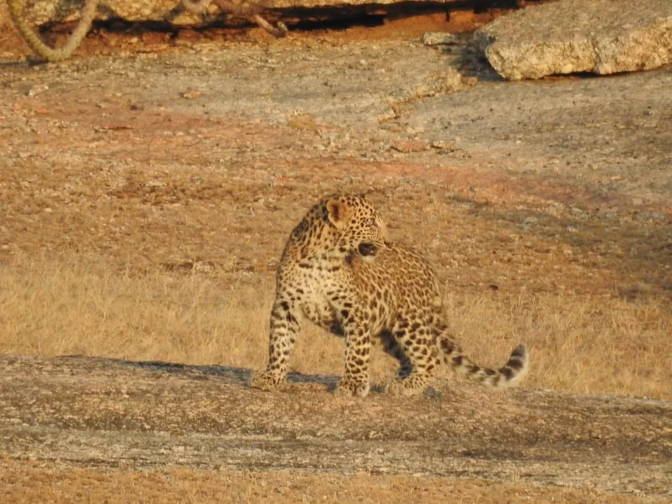 Leopard standing on a rock beside dry grass and looking to the right.