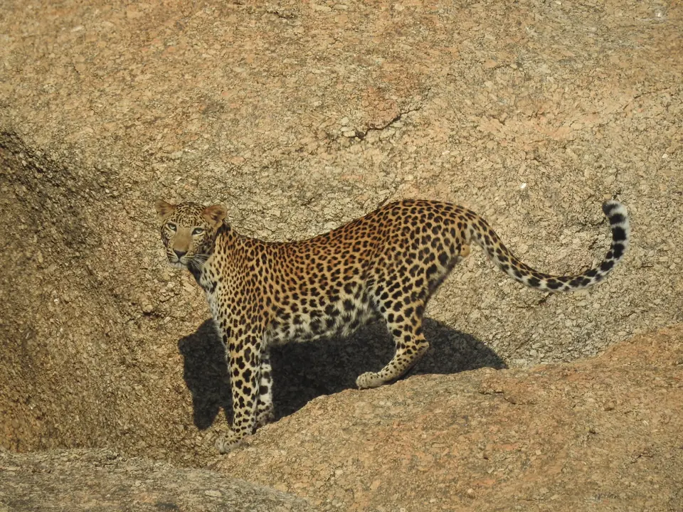 Leopard standing between granite boulders with its tail curled upward.