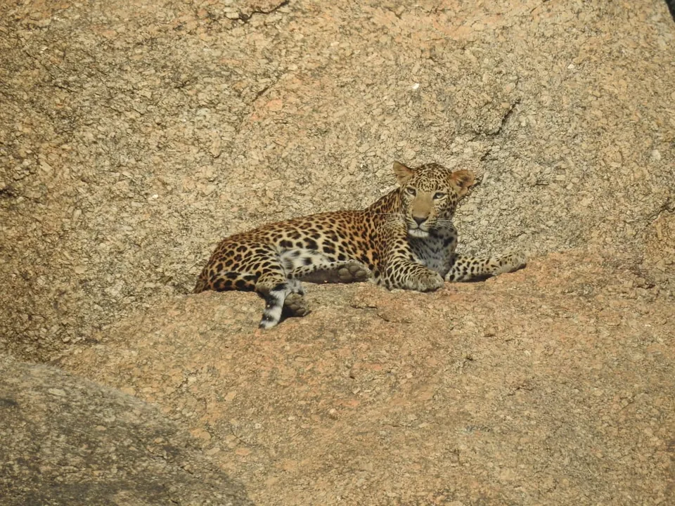 Leopard stretched out on a narrow granite shelf with its head raised.