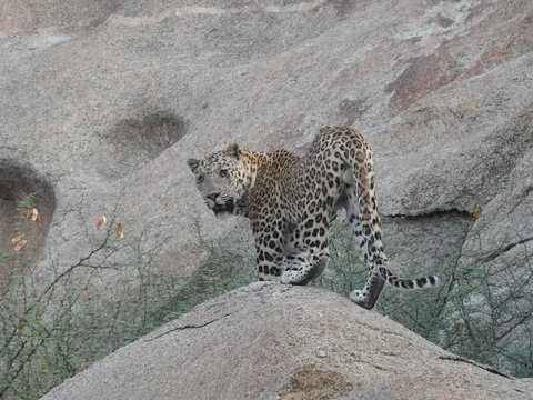Leopard walking over a rounded boulder and looking back toward the camera.