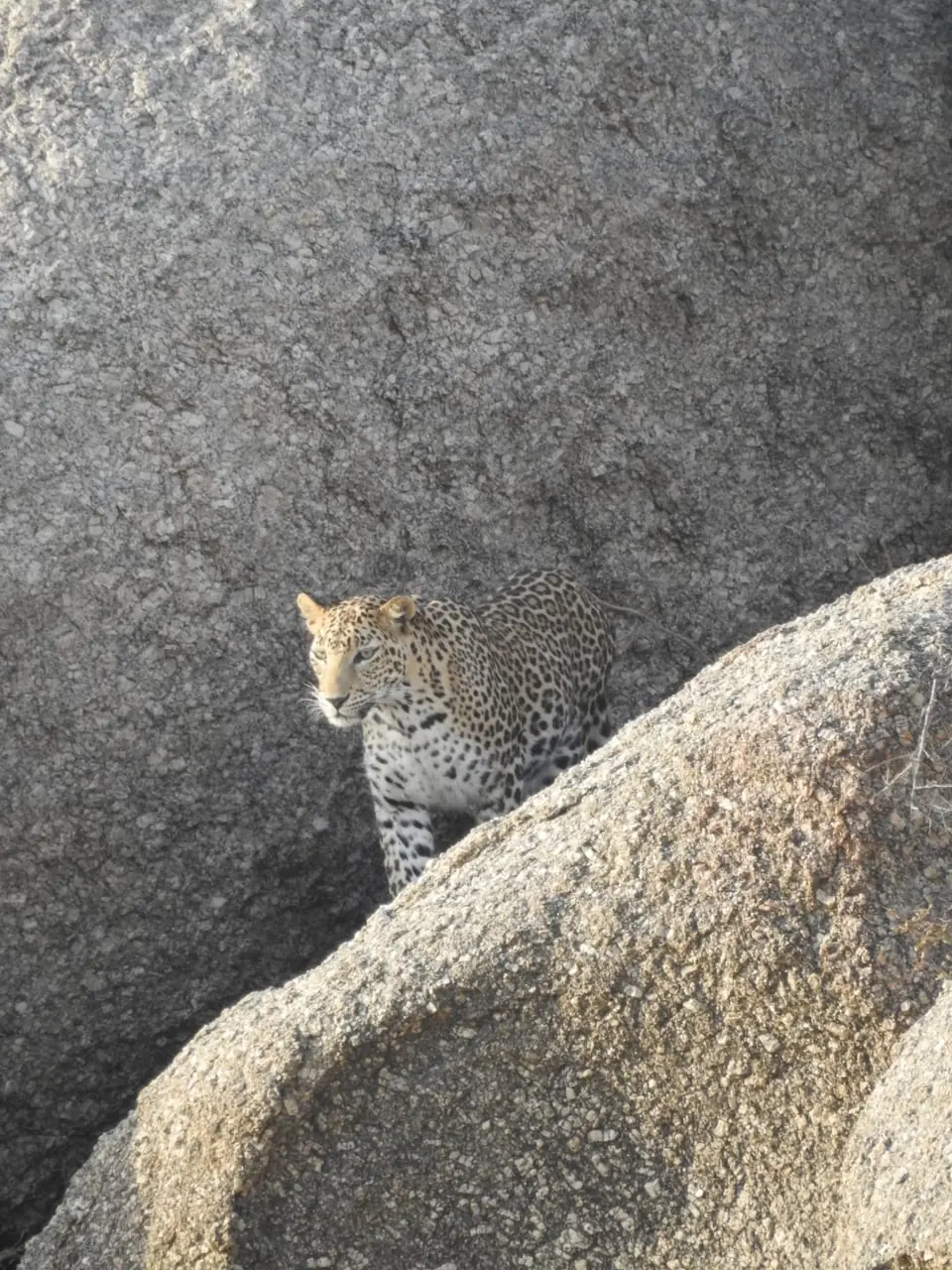 Leopard walking through a narrow gap between large granite boulders.