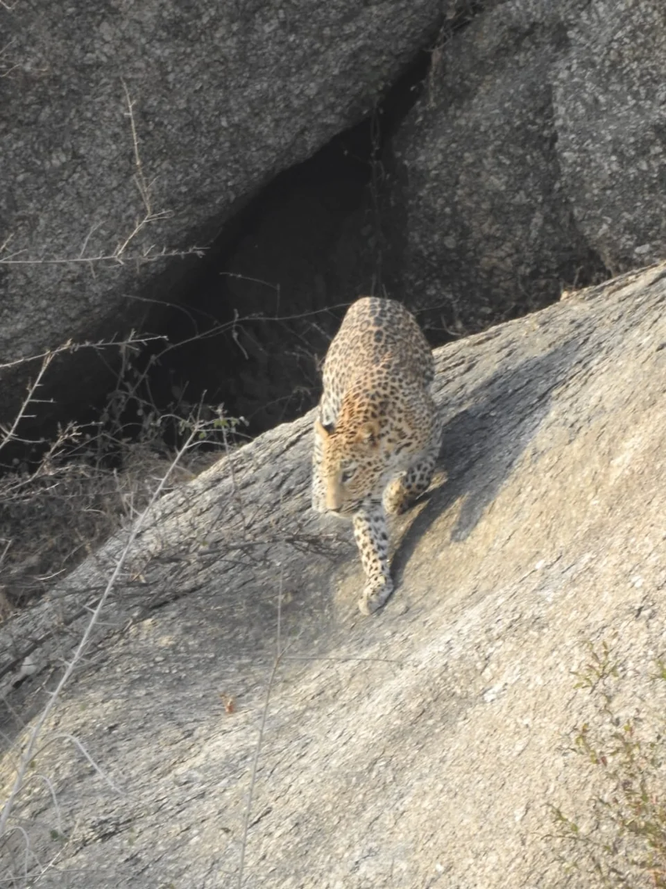 Leopard walking down a steep grey rock below a dark crevice.