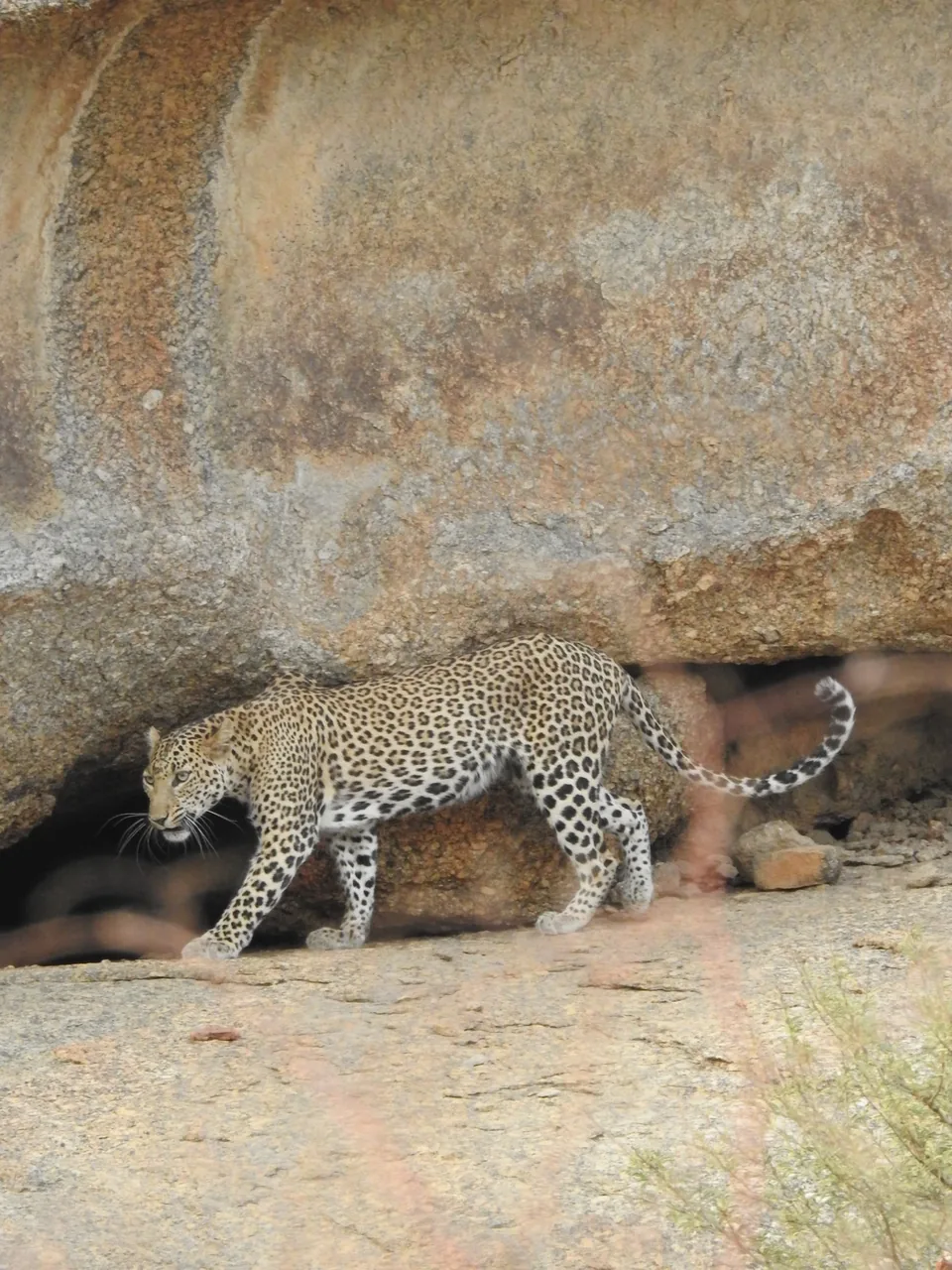 Leopard walking past a rock shelter with its tail raised and curved.