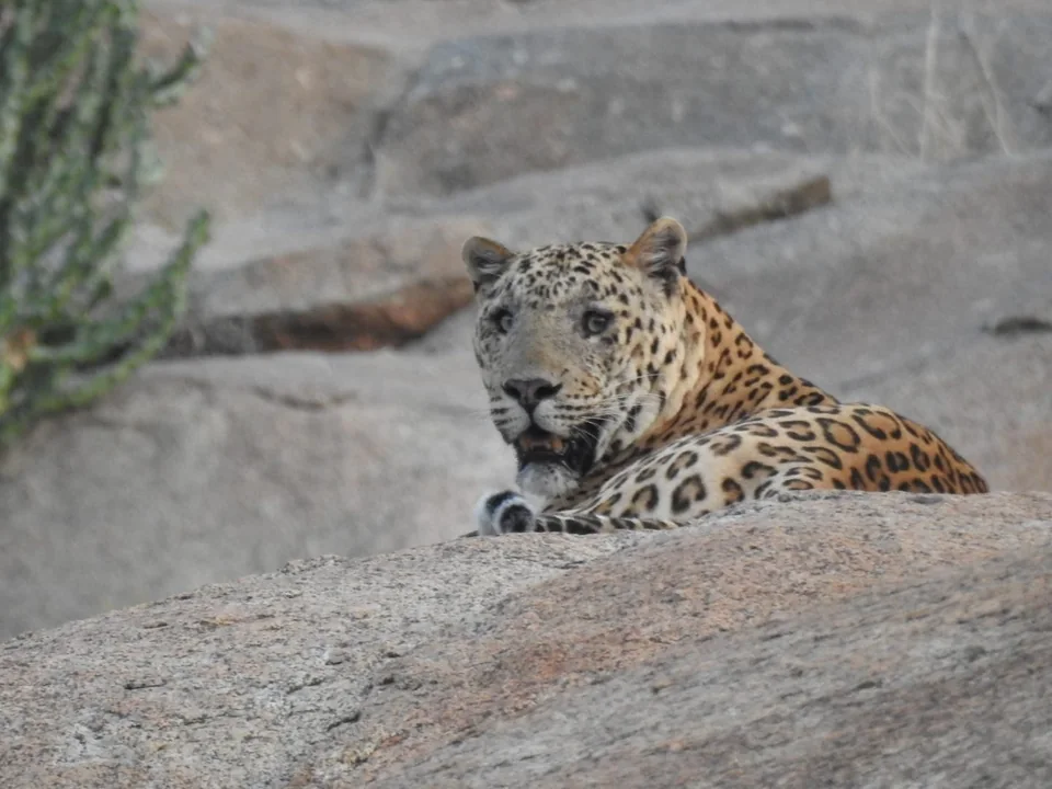 Resting leopard looking back toward the camera from behind a rounded rock.