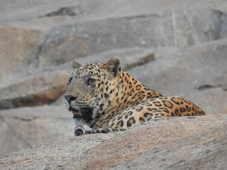 Side profile of a leopard resting behind a granite rock and looking left.