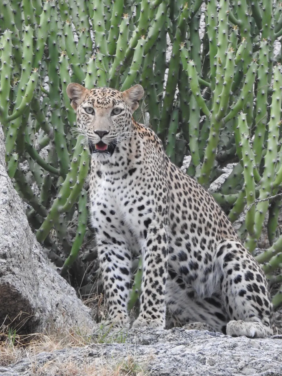 Front-facing leopard sitting on rock among tall spiny green plants.