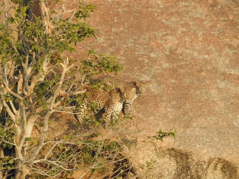 Two leopards standing on a rocky slope, partly hidden by a leafy tree.