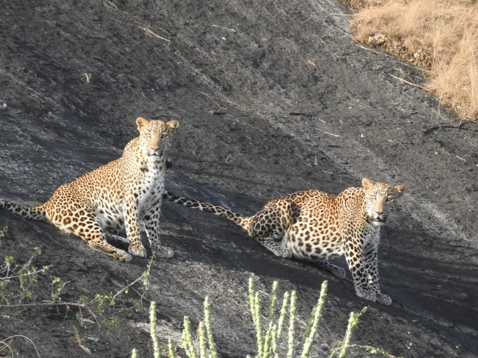 Two leopards on dark sloping rock, one seated and the other crouching.