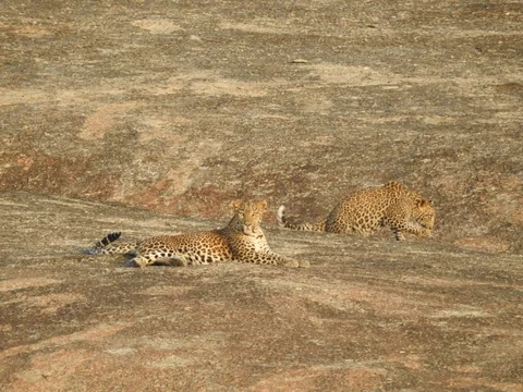 Two leopards resting apart on an open granite slope in warm sunlight.