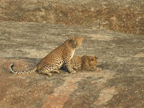 Two leopards on sunlit rock, one sitting upright beside another resting.