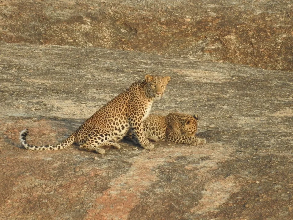 Two leopards on sunlit rock, one sitting upright beside another resting.